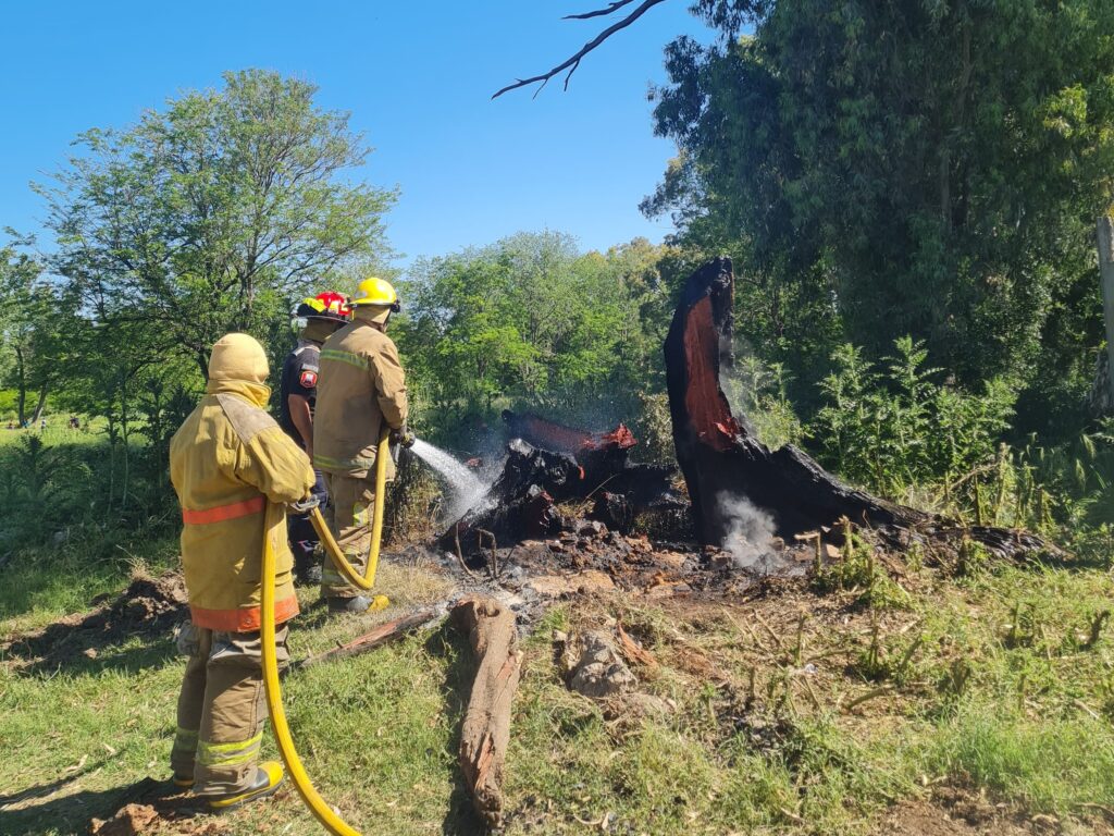 INCENDIO DE EUCALIPTO (1)