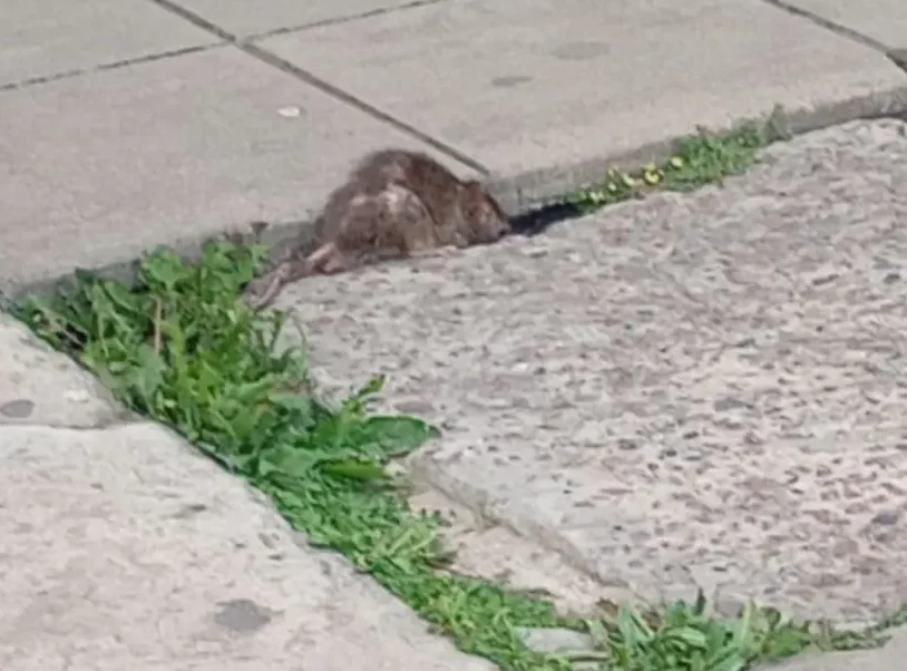 RATAS-PRESENCIA-ESCUELA-PRIMARIA-119