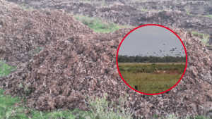 INVASIÓN DE MOSCAS EL PELIGRO