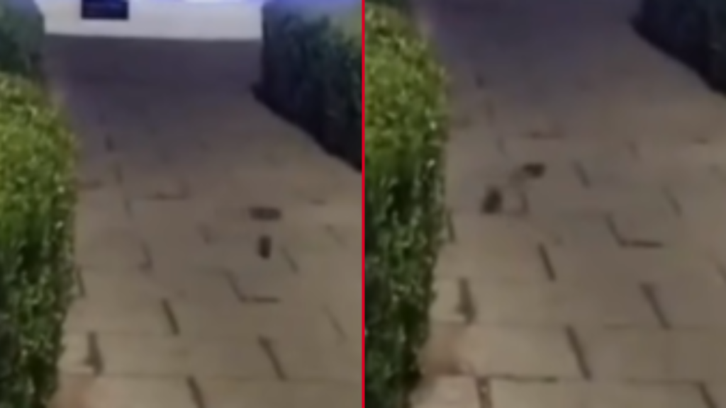 RATAS EN PLAZA MORENO