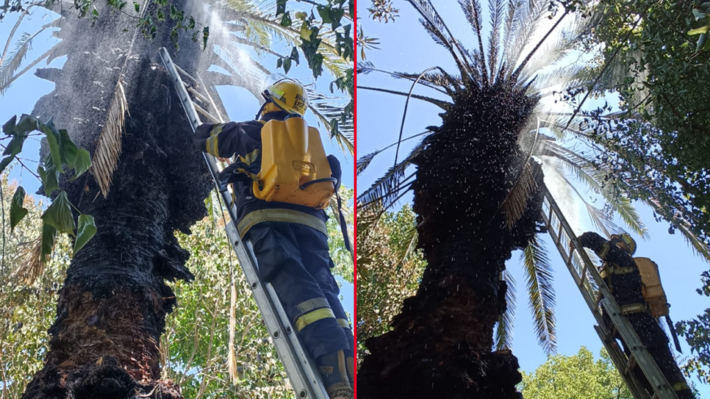 INCENDIO DE UNA PALMERA EN ARTURO SEGUÍ