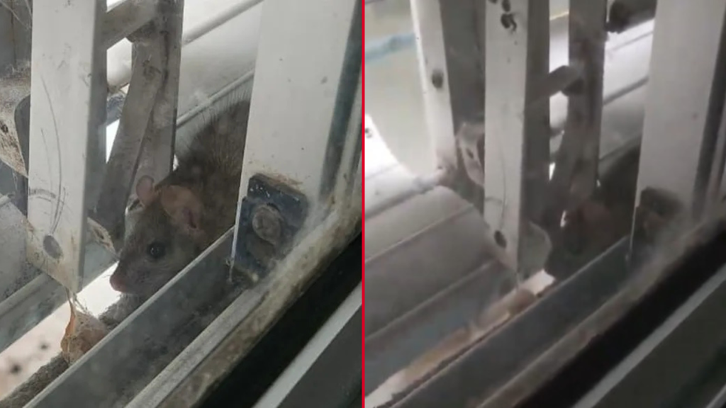 RATAS EN EL HOSPITAL DE NIÑOS