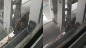 RATAS EN EL HOSPITAL DE NIÑOS