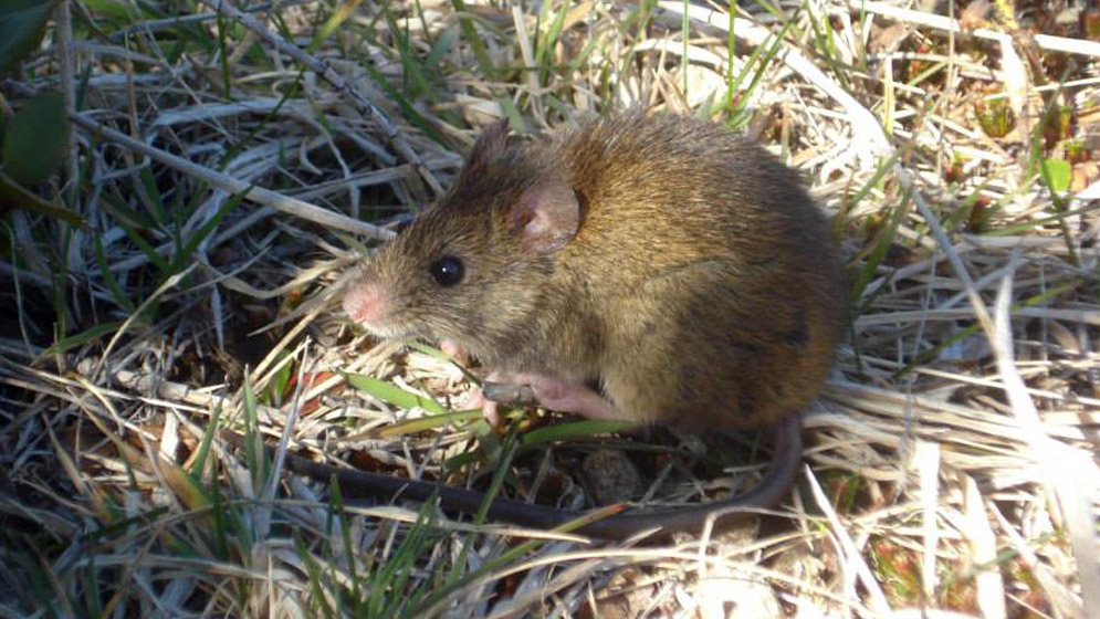 HANTAVIRUS
