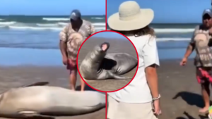 LOBO-MARINO-TURISTAS-ENOJO-PLAYA-