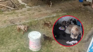 MALTRATO ANIMAL PARQUE CASTELLI