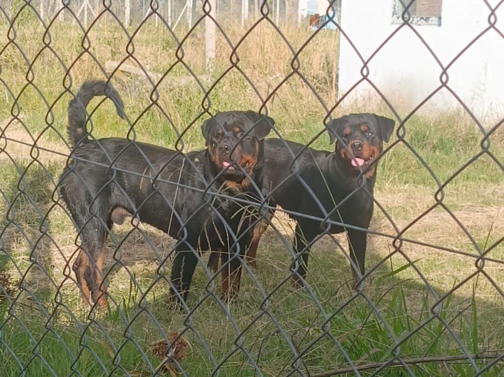 PERROS SUELTOS - 520 Y 226