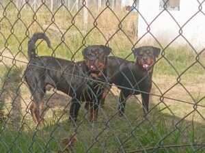 PERROS SUELTOS - 520 Y 226