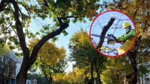 PODA-DAMNIFICADO-JUICIO-FRACTURA