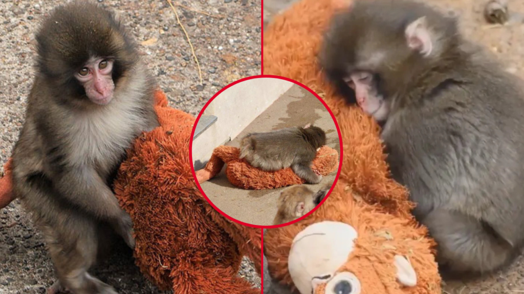 MONITO-PUNCH-VIRAL-REDES