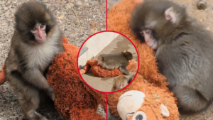 MONITO-PUNCH-VIRAL-REDES