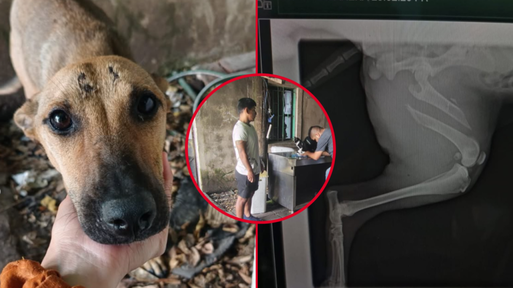 PERRO-RESCATE-MALTRATO-ANIMAL-