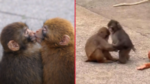 MONITO-PUNCH-REDES-VIRAL