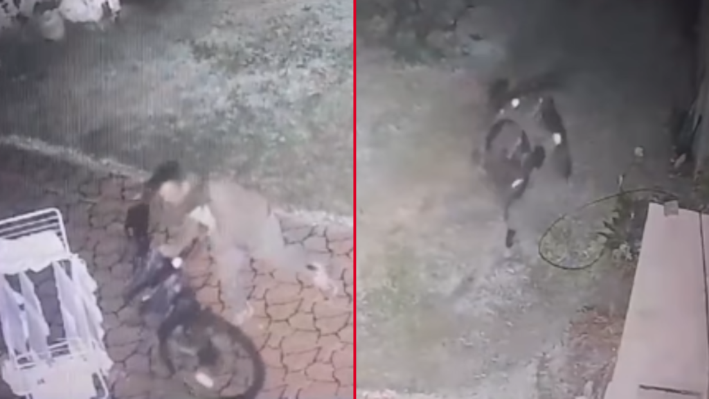 ROBO BICICLETA LOS HORNOS