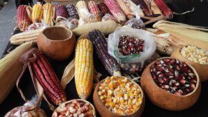 FIESTA-DEL-MAIZ-COLONIA-URQUIZA-