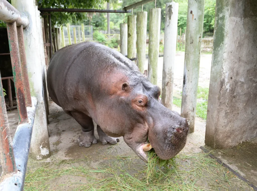 hipolito-hipopotamo-bioparque