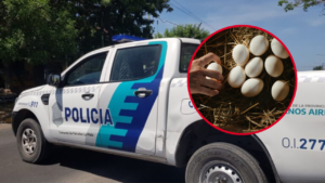 robo-familia-hueveros-arturo-seguí