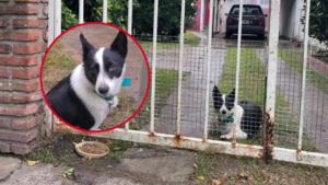 BENITO-VILLA-ELISA-PERRO-ADOPCION-JUBILADO-CRIMEN-