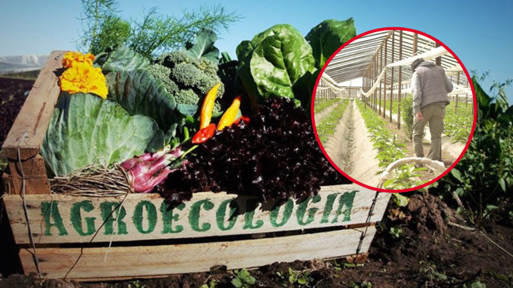 CLASE-AGROECOLOGIA-COLONIA-URQUIZA-FUNDACION-EMANUEL-