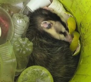 Screenshot_20260419-113204~2