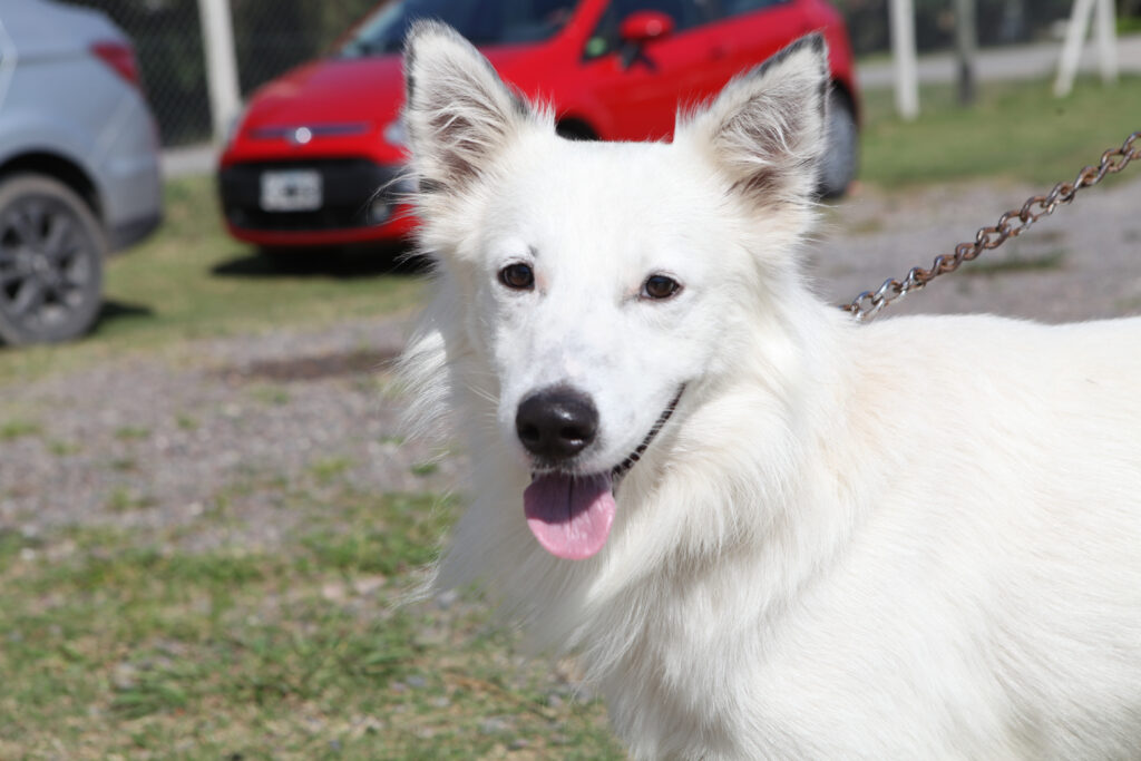 perro-castracion-vacunacion-