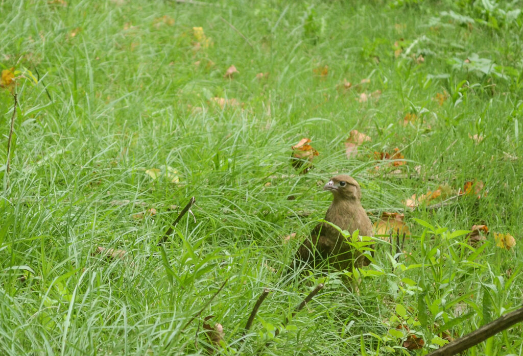 AVES BIOPARQUE DE LA PLATA