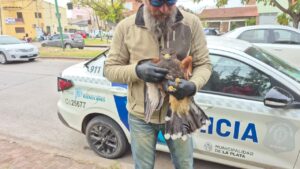 RESCATARON A UN HALCÓN EN SAN CARLOS
