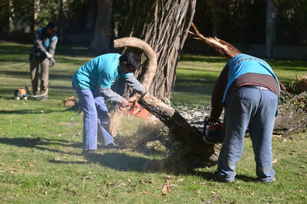 TRABAJOS DE ARBOLADO MUNICIPALIDAD