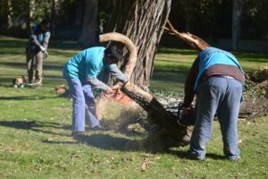 TRABAJOS DE ARBOLADO MUNICIPALIDAD