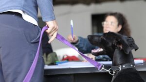 JORNADAS DE CASTRACIÓN Y VACUNACIÓN