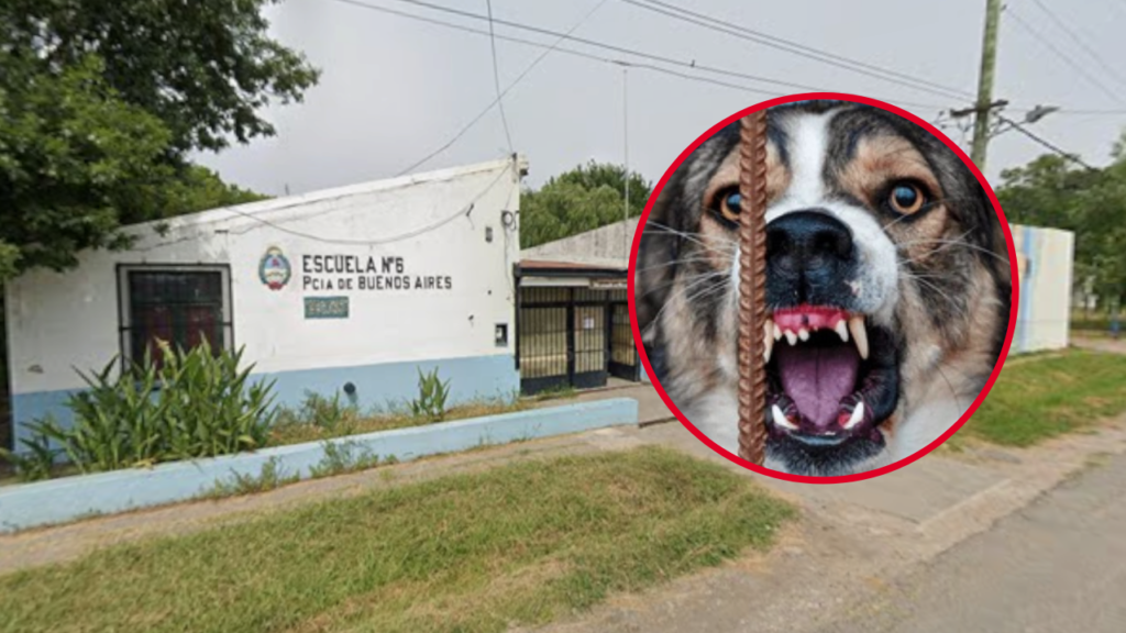 PERRO-SUELTO-ESCUELA-ABASTO-
