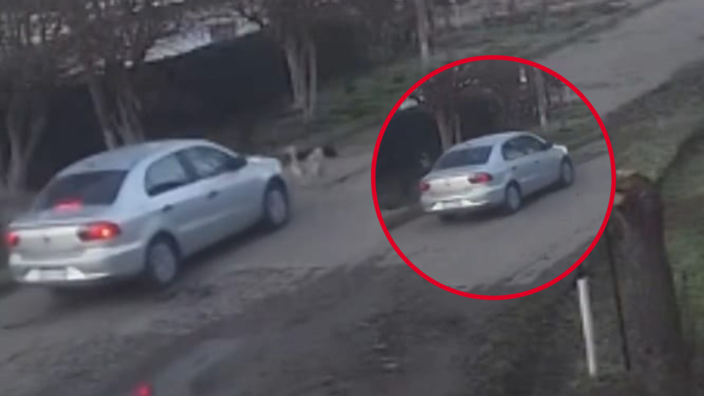 automovilista-fuga-perro-atropellado-