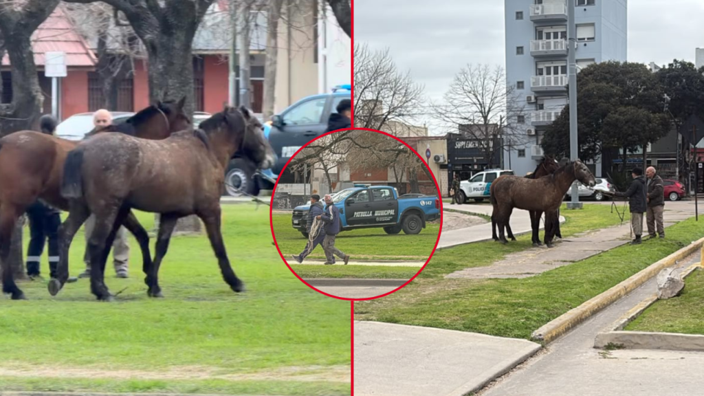CABALLOS-SUELTOS-RAMBLA-32-12-LA-PLATA