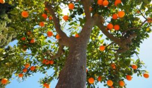 NARANJAS EN EL CENTRO DE LA PLATA