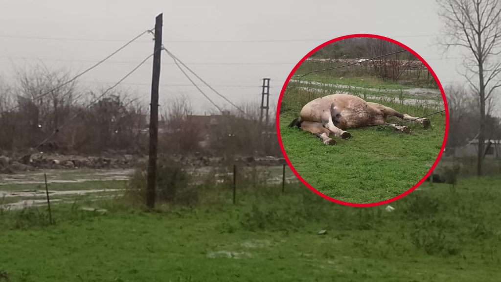Tragedia en 168 entre 526 y 527 un hombre y un caballo murieron electrocutados -