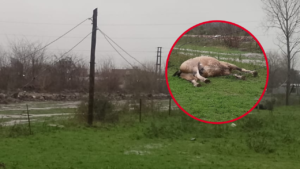 Tragedia en 168 entre 526 y 527 un hombre y un caballo murieron electrocutados -