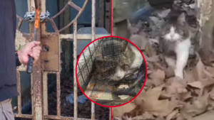 GATO RESCATADO
