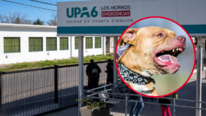 Una mujer fue atacada por dos pitbulls en 146 y 79 y terminó con mordeduras en los brazos, las piernas y la zona de las costillas