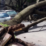 Un enorme árbol se desplomó y aplastó un auto cerca del Colegio San Vicente de Paul